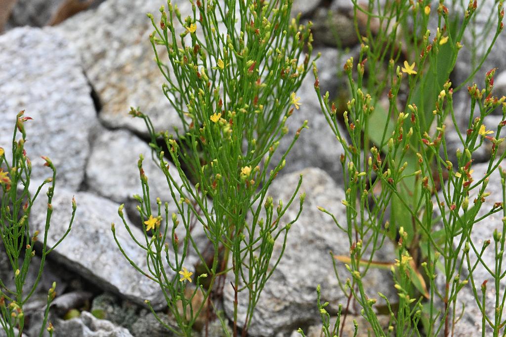 2025-08049927 Broad Meadow Brook, MA.JPG - Orange-grass St. John's Wort (Hypericum gentianoides). Broad Meadow Brook Wildlife Sanctuary, MA, 8-4-2025